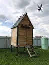 Wooden pigeon house with pigeons sitting on the roof. A pigeon flies out of a dovecote.