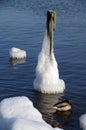 Wooden pile of the old pier covered with ice in frosty winter weather and a duck hiding its head from the frost under the wing