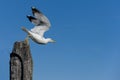 wooden pile seagull take off powerfull start