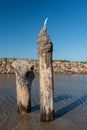 Wooden piles in the sea near the jetty. Ainazi, Latvia Royalty Free Stock Photo