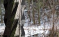 Wooden Pillar in Winter Ambience