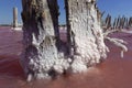 Wooden pillars with crystallized salt on Sasyk Sivash pink Salt Lake. Royalty Free Stock Photo