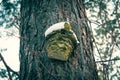 Wooden pine stumps under the snowA house for birds on a pine tree Royalty Free Stock Photo