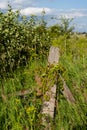 wooden plank bounded by plants in grass field in spring in Kanata, Ottawa