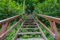 wooden plank footh path boardwalk in green foliage sourroundings Royalty Free Stock Photo