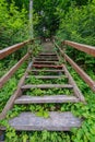 wooden plank footh path boardwalk in green foliage sourroundings Royalty Free Stock Photo