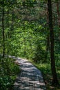 wooden plank footh path boardwalk in green foliage sourroundings Royalty Free Stock Photo