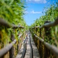 wooden plank footh path boardwalk in green foliage sourroundings Royalty Free Stock Photo