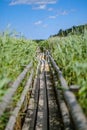 wooden plank footh path boardwalk in green foliage sourroundings Royalty Free Stock Photo