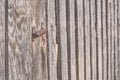 wooden plank with splinters and cracks - vintage look Royalty Free Stock Photo