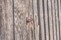 wooden plank with splinters and cracks - vintage look Royalty Free Stock Photo