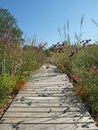 Wooden plank walkway in a landscaped park