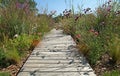 Wooden plank walkway in a landscaped park