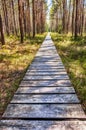 Wooden plank walkway in swamp forest Royalty Free Stock Photo