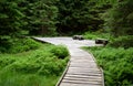 Wooden walkway in a nature reserve in a spruce forest in the mountains through a waterlogged peat bog, gray solid wood leads to Royalty Free Stock Photo