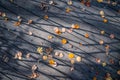 Wooden planks covered with yellow autumn leaves