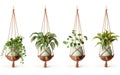 Wooden Plant Perch Snapshot on White Background