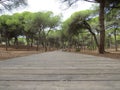 Wooden platform, constructed from a light-colored wood, leads into a forest of bare trees Royalty Free Stock Photo