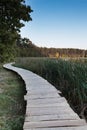 The wooden platform runs along the reeds on the bank of the lake Royalty Free Stock Photo