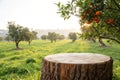 Wooden Podium in Farm with Orange Tree Royalty Free Stock Photo