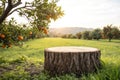 Wooden Podium in Farm with Orange Tree Royalty Free Stock Photo