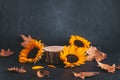 Wooden podium or stand for product with sunflowers and dry leaves on grey stone background, dark still life