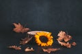 Wooden podium or stand for product with sunflowers and dry leaves on grey stone background, dark still life Royalty Free Stock Photo