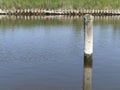 Wooden pole in the channel between Varel harbour and sluice