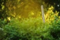 Wooden pole in colorful spring vegetation blurried background