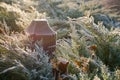 Wooden pole and cypress bushes in winter frost