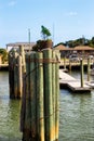 Wooden poles in Atlantic ocean. Bundle of wooden poles.