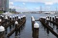 Wooden poles at the Melbourne Docklands in Victoria Harbour, Australia