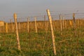 Wooden poles with stretched metal wire support the vineyard. Young leaves on an old french vine lit by evening light. Toned image. Royalty Free Stock Photo