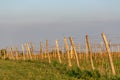 Wooden poles with stretched metal wire support the vineyard. Young leaves on an old french vine lit by evening light. Toned image. Royalty Free Stock Photo