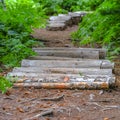 Wooden poles and stump steps on a hiking trail