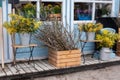 Wooden porch of house with plants and branches yellow mimosa. Facade home with garden tools, pots flowers. Cozy spring decor veran Royalty Free Stock Photo