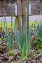 Wooden Post Yellow Daffodil 01 Royalty Free Stock Photo