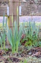 Wooden Post Yellow Daffodil 08 Royalty Free Stock Photo