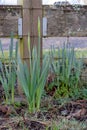 Wooden Post Yellow Daffodil 09 Royalty Free Stock Photo