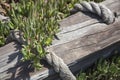 Wooden post and marine rope with iceplants growing over it