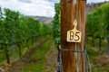 Wooden post sign, vineyard vine grapes