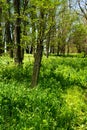 Wooden post in the woods Royalty Free Stock Photo