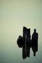 Wooden posts in lake Royalty Free Stock Photo