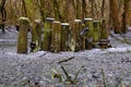 Wooden posts stick out above the frozen water in Rivierenhof 2100 Deurne, Belgium