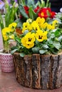 Wooden pot of yellow viola tricolor at market Royalty Free Stock Photo