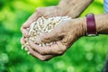 Wooden pressed pellets from biomass in hand old man Royalty Free Stock Photo