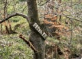 Wooden private property sign nailed to tree in creepy eerie forest woodland. No people outdoors closeup.