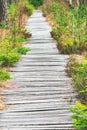 A wooden promenade leading through a peat bog in the forest, a tourist hiking trail in the Table Mountains Royalty Free Stock Photo