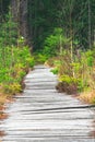 A wooden promenade leading through a peat bog in the forest, a tourist hiking trail in the Table Mountains Royalty Free Stock Photo