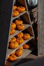 Wooden rack with small orange pumpkins, fresh autumn squash farm vegetables harvest. Ripe sunny bright decorative halloween Royalty Free Stock Photo